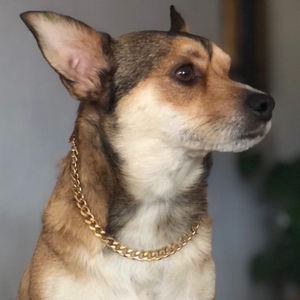 Veli Dog Chain