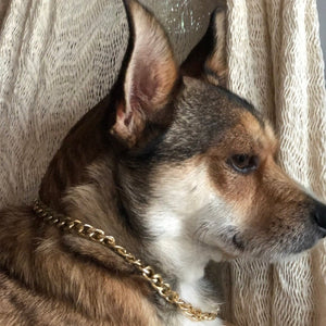 Veli Dog Chain